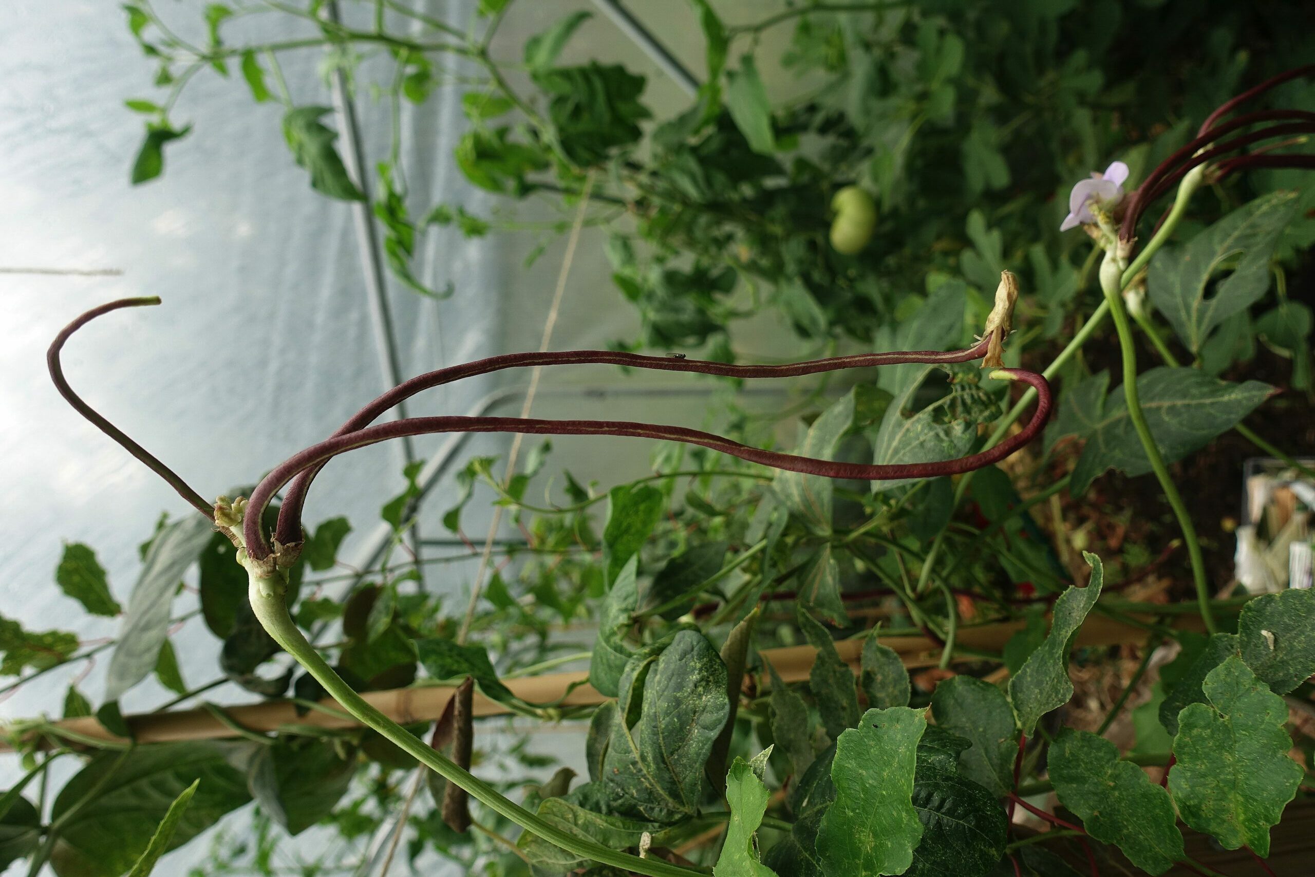 Ett knippe bönor ser ut att hänga fritt i luften med grönska runt omkring. Yard-long bean, surrounded by foliage. 