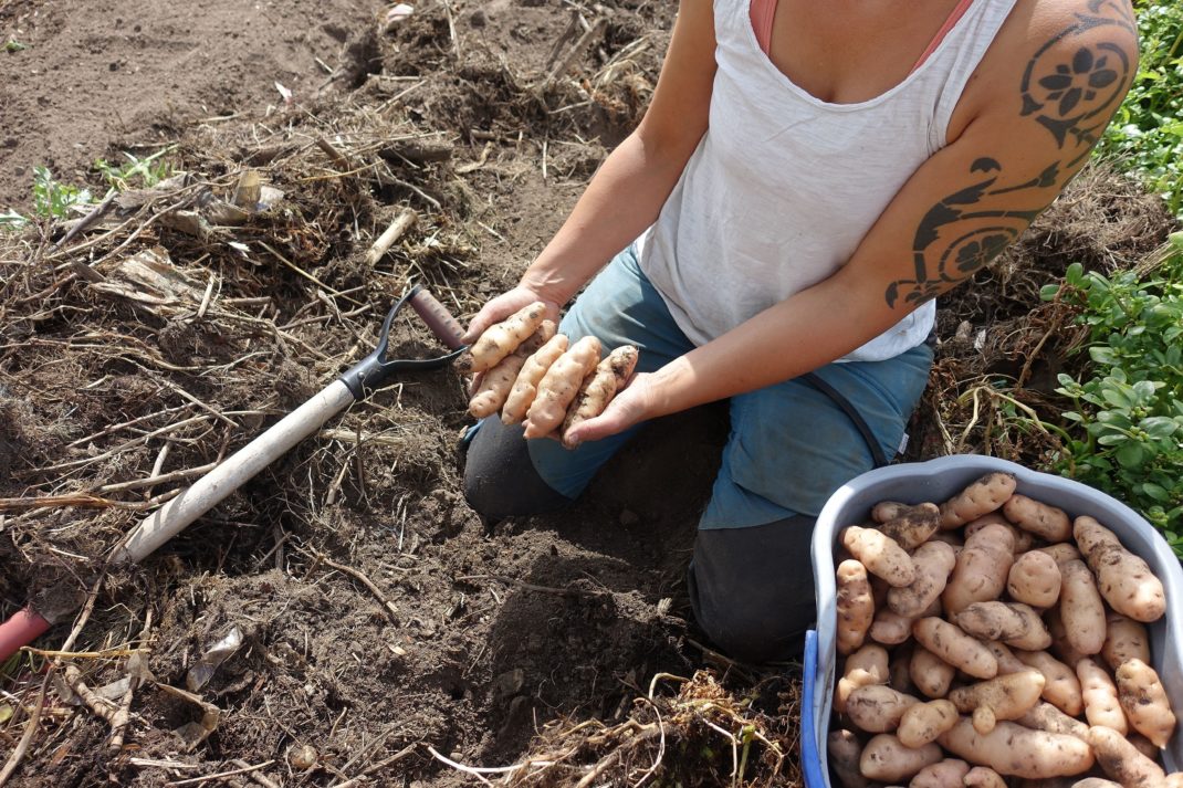 Sara sitter i landet och håller avlång potatis i händerna. 