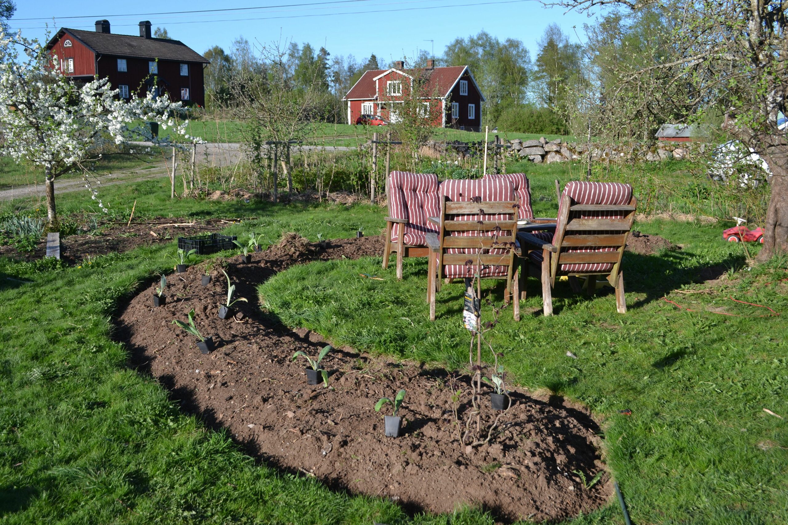 En vårlig bild med grön gräsmatta och en lång böjd upphöjd bädd med bara jord. Overwintering artichokes, a green lawn and a large raised bed.