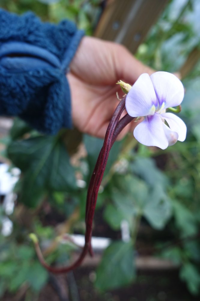 En hand håller upp ett knippe bönor där en lila blomma syns. 