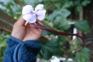 En hand håller upp ett knippe bönor där en lila blomma syns.