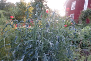 Bladkålen "Jagalla Nero" syns flikig och spröd mot huset.