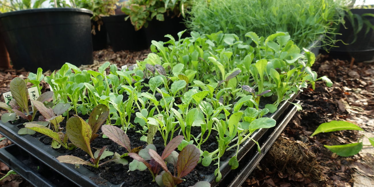 Ett tråg fyllt av små gröna plantor.