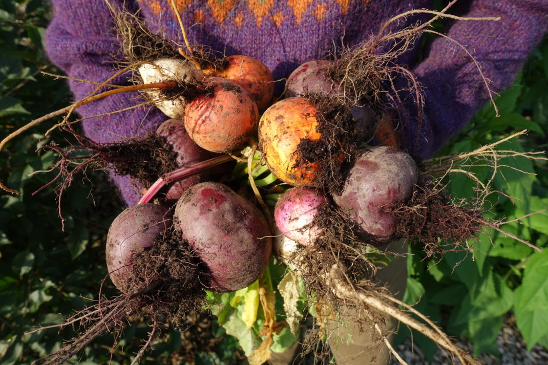 Vackra rotfrukter i olika färger hålls i en famn med en tröja i starkt lila.