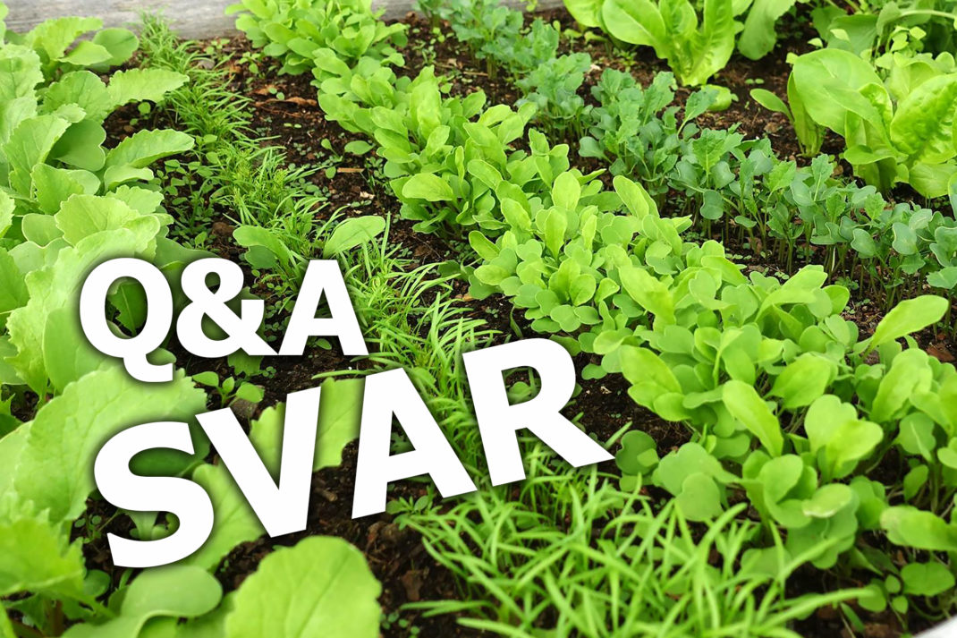 Texten Q and A SVAR står på en bild på små gröna blad i rader.