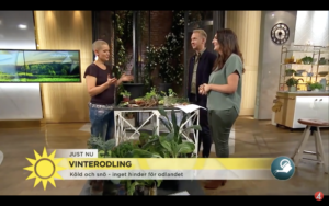 Sara står i Nyhetsmorgon tillsammans med de två programledarna och visar vintergrönsaker.
