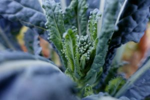 En närbild på en frodigt mörk grön planta med en liten broccolibukett i mitten.