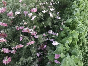 Rosa blommor bredvid majrovans ljusgröna bladverk.