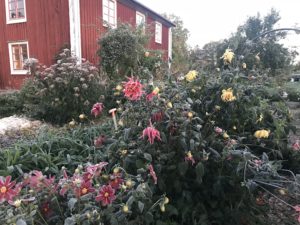 Frusna dahlior, bleka av frost.