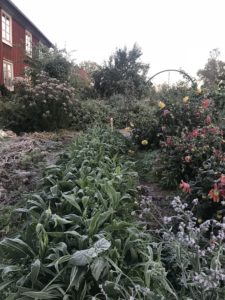Köksträdgården i morgonljus