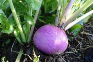 Majrova - turnip - ligger som en julpumla i odlingsbädden.