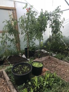 Bild på olika grönsaker i tunnelväxthuset.