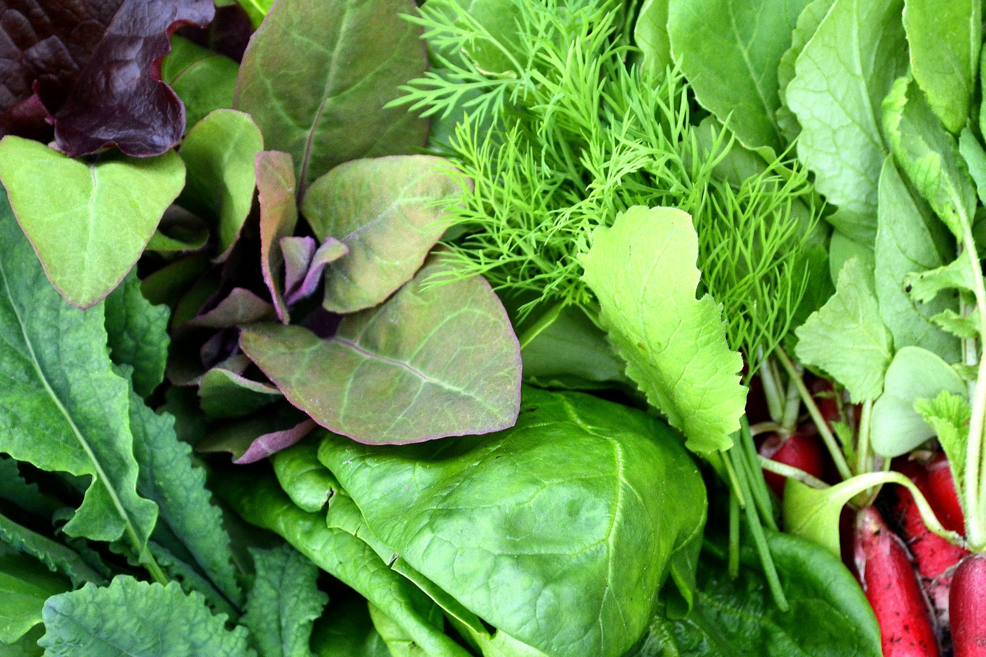 A bowl of salad