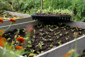 En pallkrage fylld av små plantor och ett pluggbrätte med massor av småplantor som står på kanten.