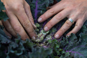 Saras händer tittar ner i frasigt, vacker, lilagrön kålplanta.
