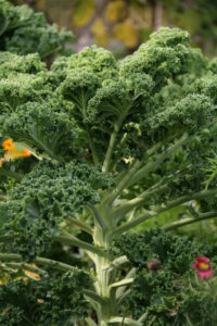 En vacker, knallgrön grönkålsplanta växer.