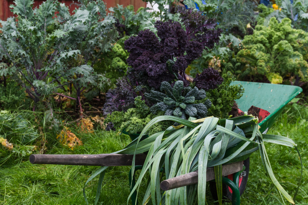 En skottkärra med vacker kål och annat skörd.