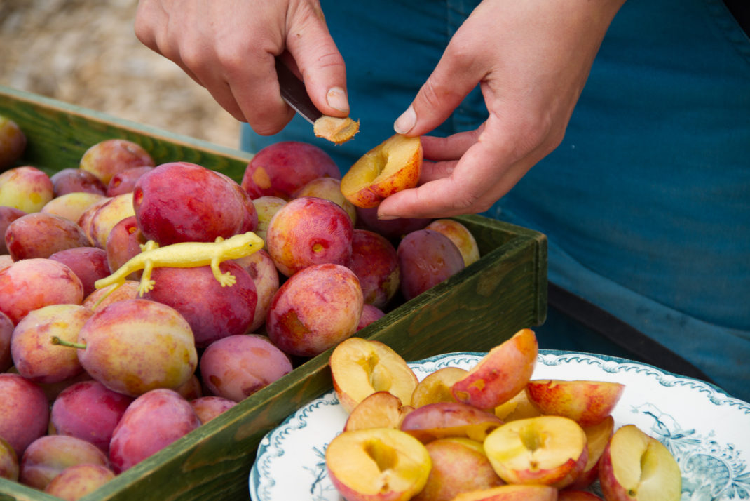 Saras händer kärnar ur plommon i orange och rött.