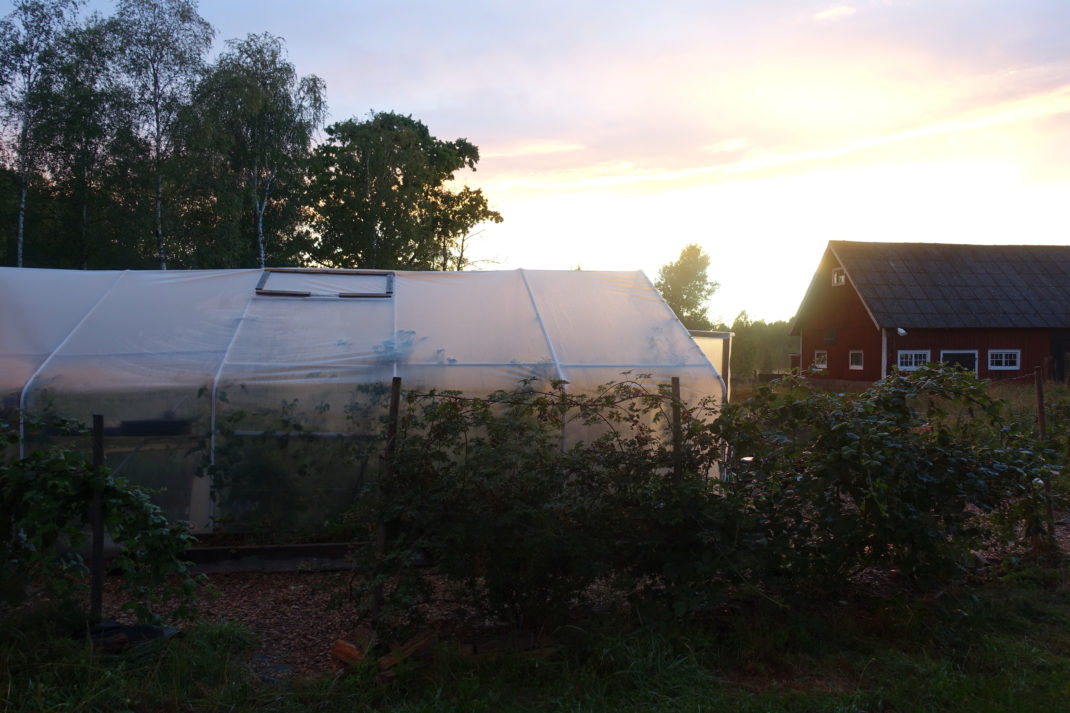 Ett av Saras tunnelväxthus står mot en ljuvlig solnedgång och ett röd lada.