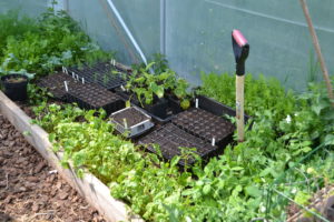 I tunneln står flera pluggbrätten bredvid plantor som växer direkt i jordbäddarna.