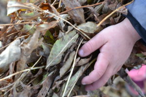 En liten hand tar upp torkade växtdelar.