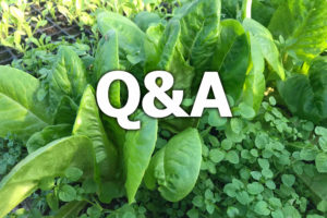 Texten q&a står på en bild av sallad och små gröna blad.