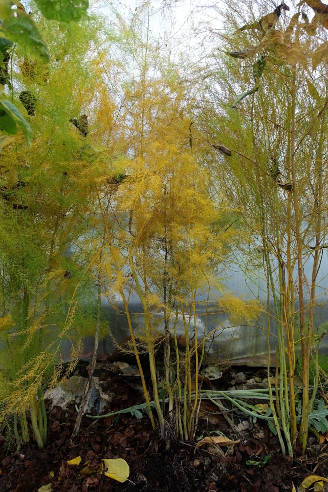 Stående närbild på alla tre plantor, med många vippor i gult och grönt. 