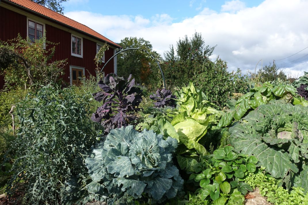 En färgsprakande höstträdgård med stora kålhuvuden i olika färger. 