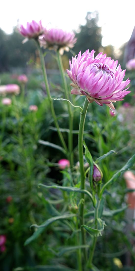 Närbild på en rosa blomma.