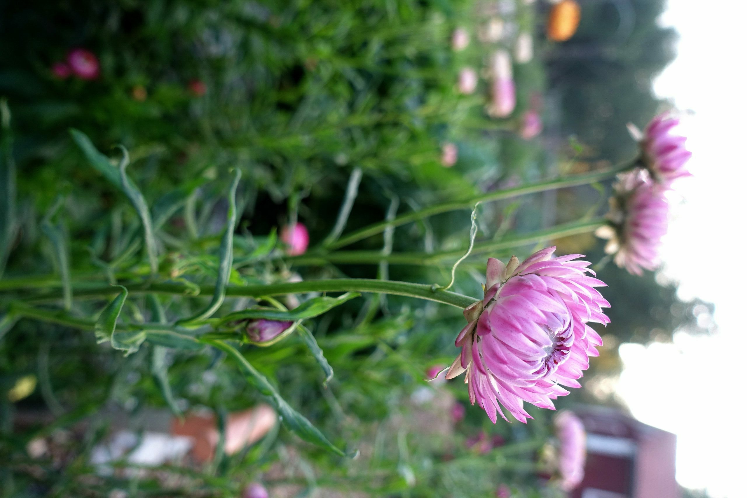 Närbild på en rosa blomma.