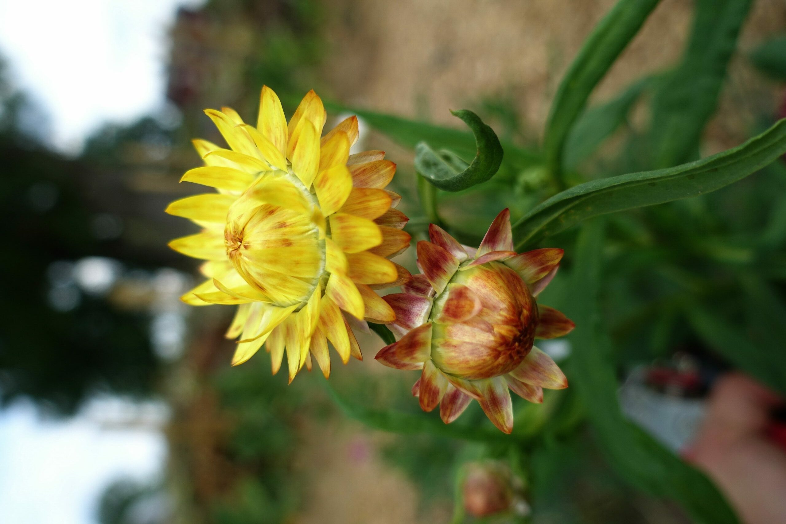 En bild på en gul blomma och en knopp.