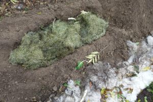 Ett hål i en jordbädd fylld med kompost, toppad med gräsklipp.