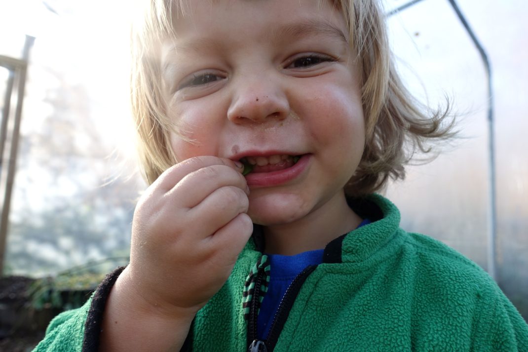 Ett litet barn äter sockerärter. 