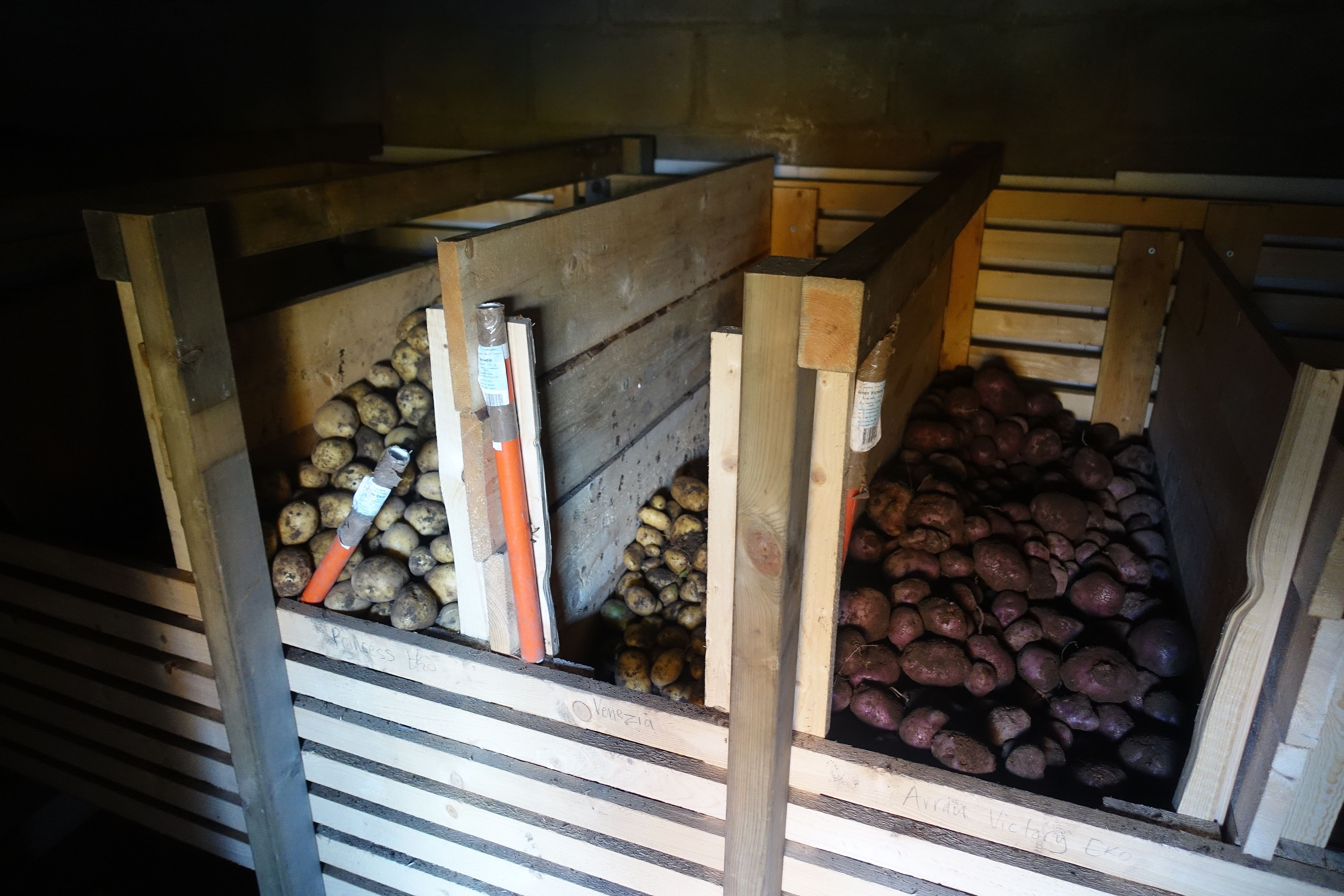 Skörd i gemensamma potatisodlingen Sara Bäckmo Lagra Potatis Över Vintern ~ Skörd i gemensamma potatisodlingen Sara Bäckmo