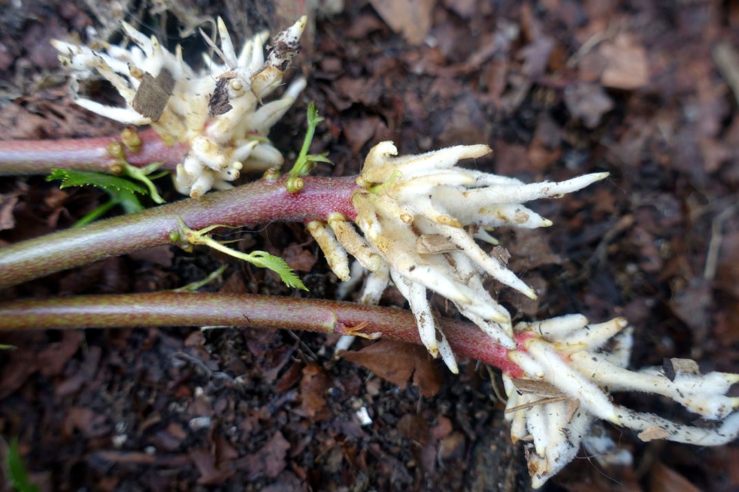 Små kvistar med kluster av vita tjocka rötter. 
