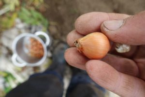 En hand håller en liten sättlök.
