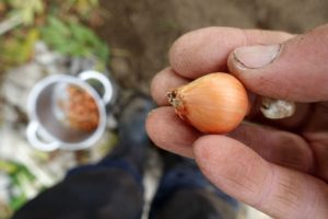 En hand håller en pytteliten sättlök.