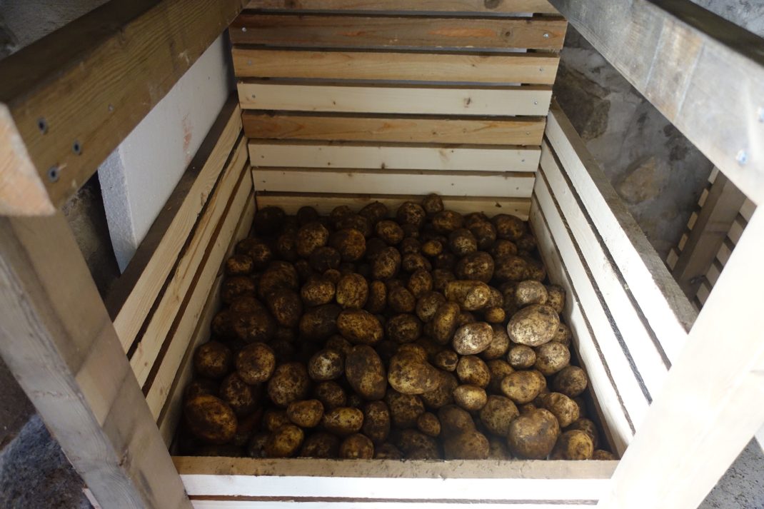 Bild på en binge fylld med potatis. 
