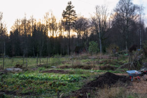 En del av köksträdgården i vackert ljus.