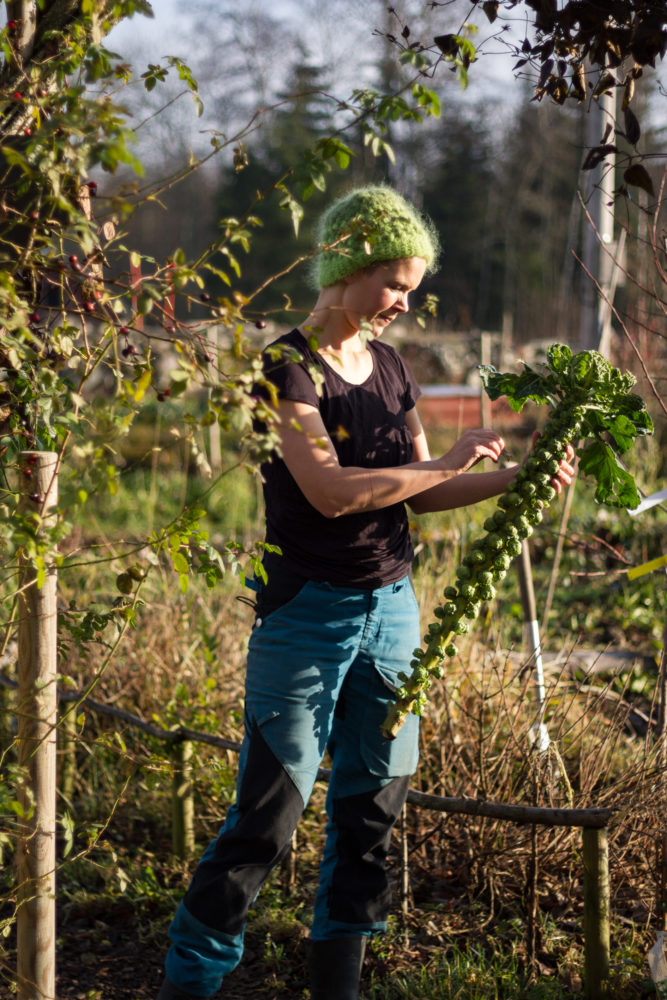 Sara står med en planta av brysselkål i motljus.