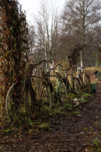 Cyklar på rad i trädgården för växter att klänga på.