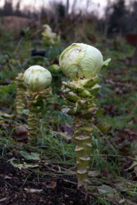 Två plantor med vitkål, där kålhuvudet ligger som en kula ovanpå kala stammar där bladen tagits bort.