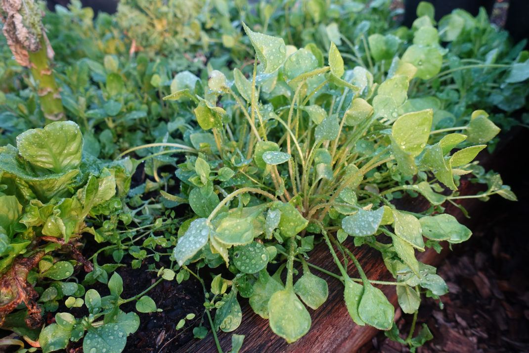 En stor rugge vinterportulak växer längs en träsarg.