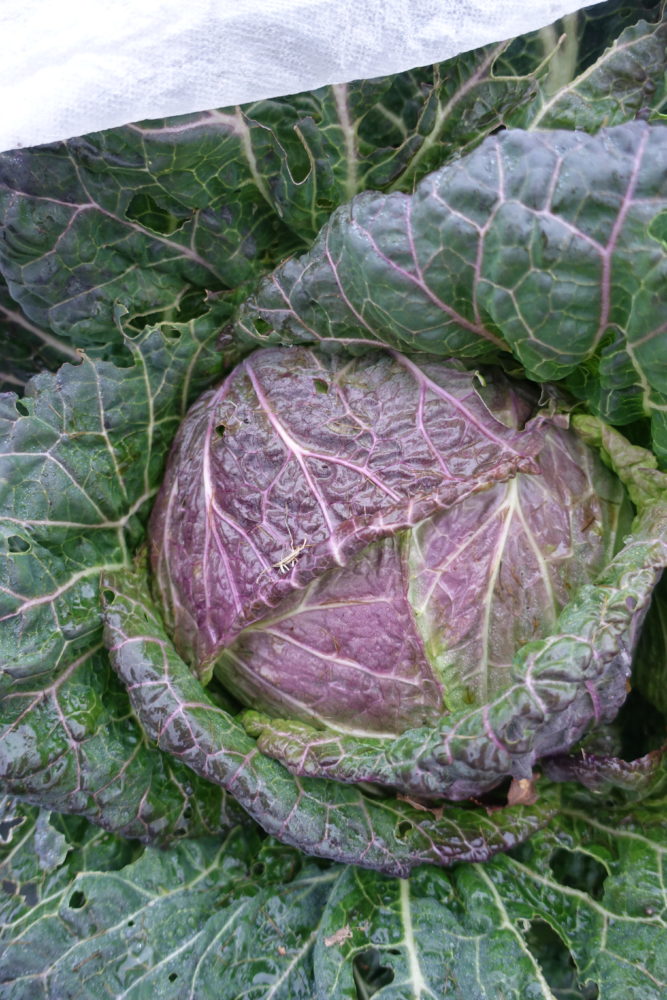 Vacker savoykål i grönt och lila.