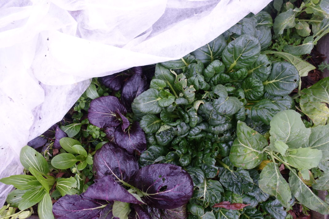 Vackra bladgrönsaker under duk.