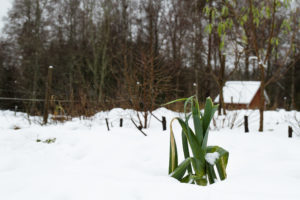 En purjo sticker upp ur snön.
