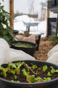 I tunnelväxthuset syns små gröna plantor i stora svarta krukor.