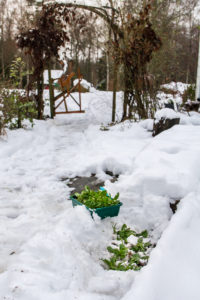 Under snön syns gröna blad.