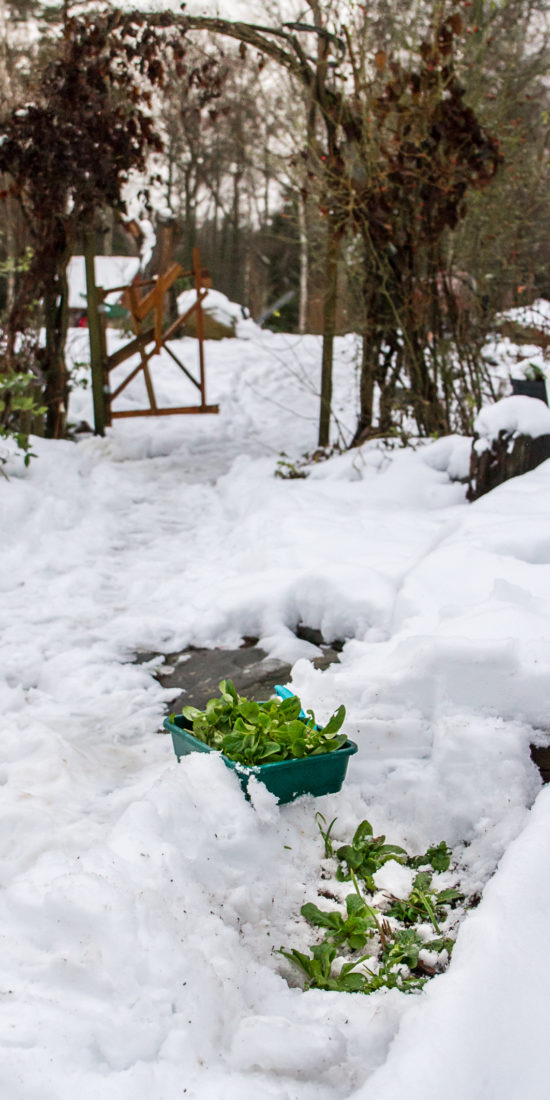 Under snön syns gröna blad.