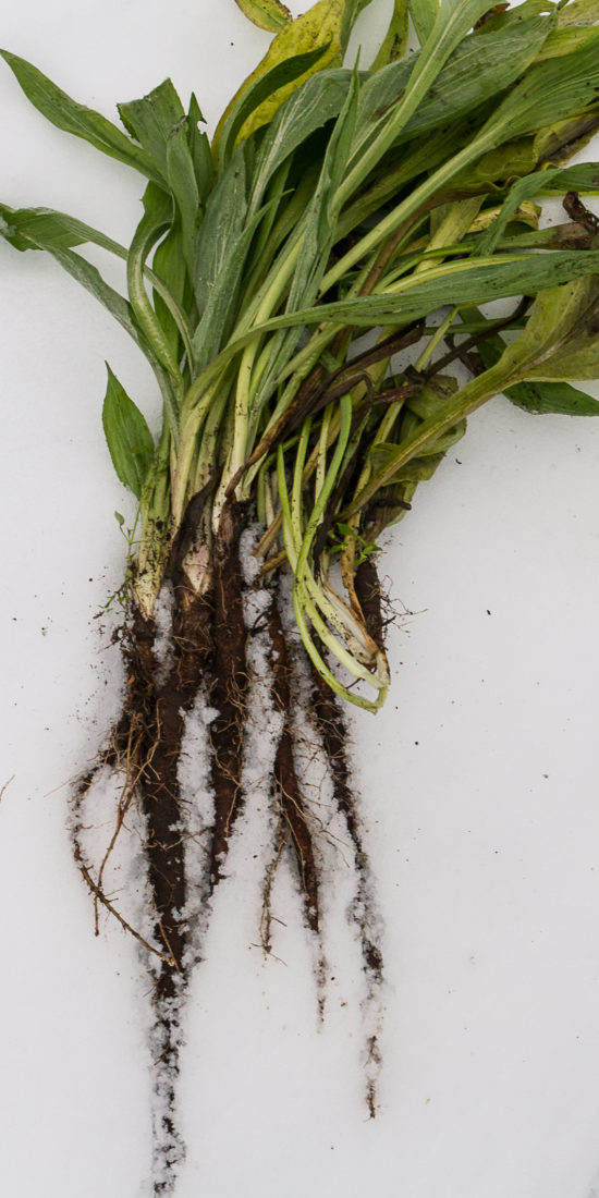 Vackra svartrötter med blasten kvar mot vit snö.